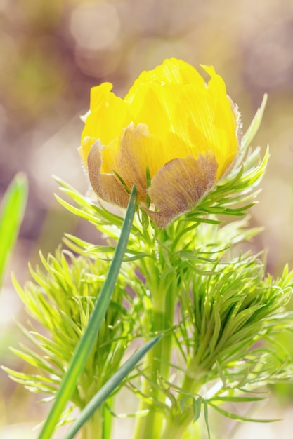 Natuurlijke lente gele bloesem Adonis in de natuur. Botanische bloemenscène met bloeiende buiten bloem.