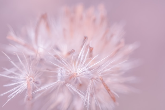 Foto natuurlijke lichte achtergrond close-up macrobloesem