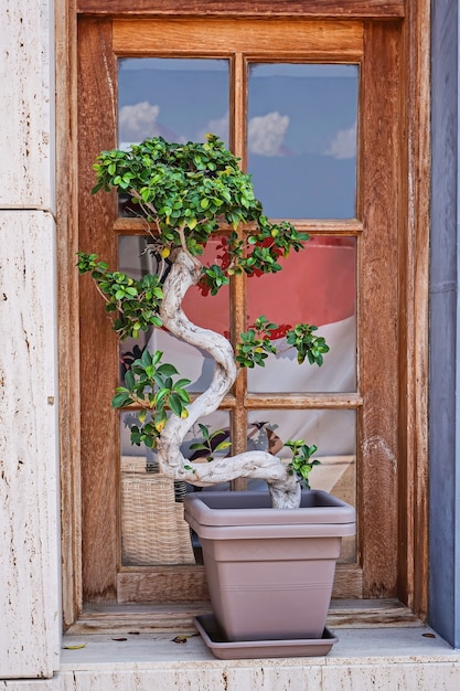 Natuurlijke miniatuur de bonsaiboom van de ficusinstallatie in pot op vensterbank