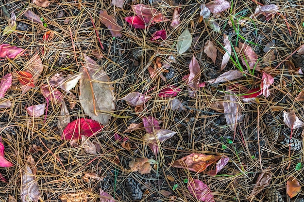 Natuurlijke natuurlijke herfst achtergrond. Kleurrijke droge bladeren, kegels en dennennaalden op de grond