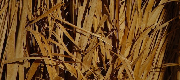 Natuurlijke oppervlaktefotografie