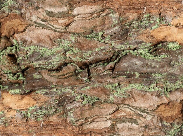 Natuurlijke Pine Tree Bark Texture Pattern