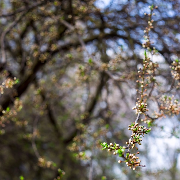 natuurlijke plant achtergrond en textuur