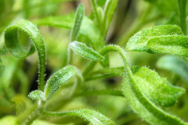 Natuurlijke plant groene achtergrond van getextureerde bladeren van wilde planten close-up