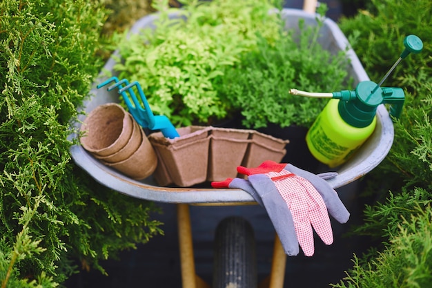 Foto natuurlijke plantaardige botanische natuur landbouw