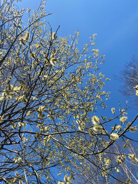 natuurlijke planten achtergrond Takken met wilgenknoppen in het vroege voorjaar tegen een blauwe lucht