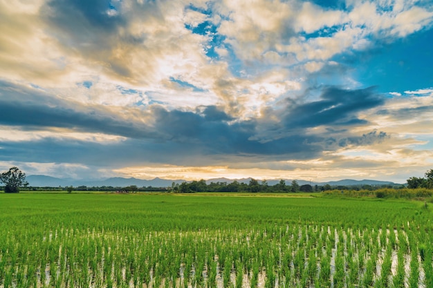 Natuurlijke schilderachtige mooie veld zonsondergang en groene veld agrarische achtergrond