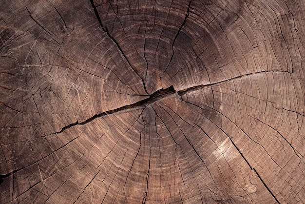 Natuurlijke schoonheid Close-up van een grote cirkelvormige houten dwarsdoorsnede met ingewikkelde boomringtextuur en scheuren