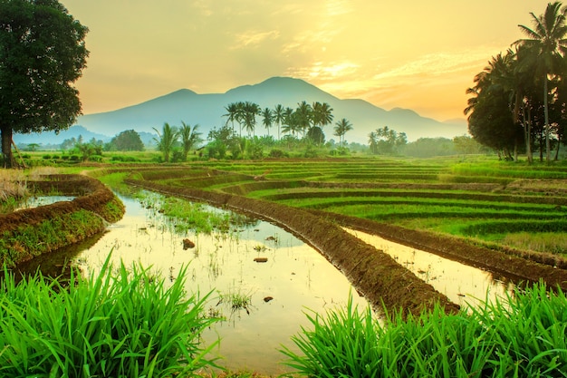 Natuurlijke schoonheid van het platteland met rijstvelden en kokospalmen bij zonsopgang boven de bergen in Indonesië