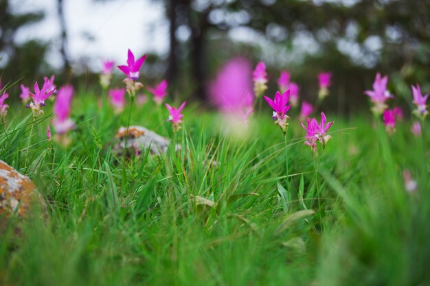 Natuurlijke siam-tulpen in de mist bij het bos van thailand