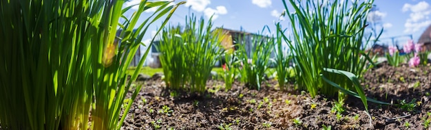 Natuurlijke sterke wazige panoramaachtergrond van jonge bloemspruiten op het platteland die net in de grond zijn ontsproten Pastoraal landschap Selectieve focus op voorgrond