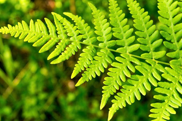 Natuurlijke textuur een groen blad van een varenclose-up