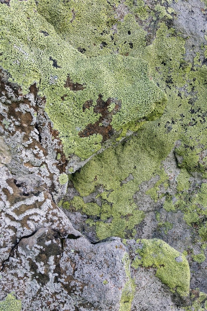 Natuurlijke textuur van een steen bedekt met gele en witte korstmossen Korstmossen op een rotsoppervlak