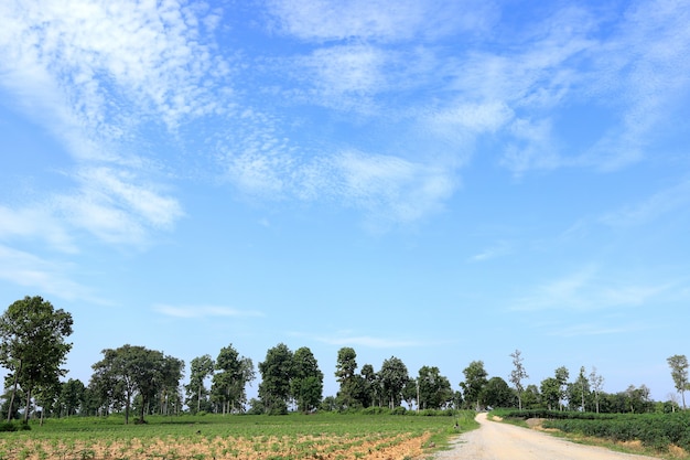 Natuurlijke thema-achtergrondafbeeldingen, verfrissende groene bomen en helderblauwe luchten.