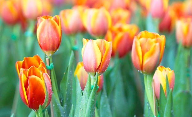 Natuurlijke tulpen bloemen