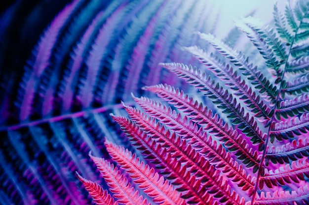 Natuurlijke varenbladeren close-up in blauw roze licht