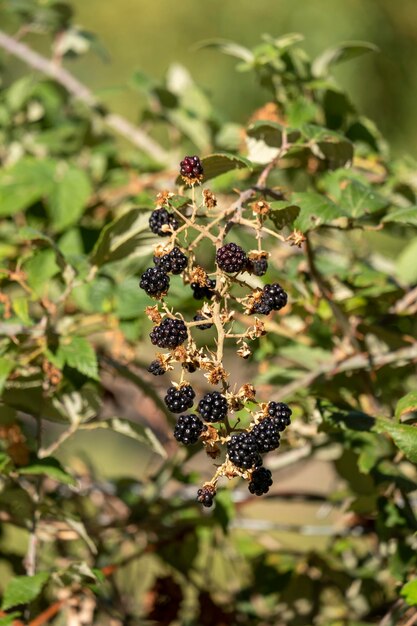 Natuurlijke voeding verse bramen in een tuin Bos van rijpe braambessen Rubus fruticosus op tak met groene bladeren op een boerderij Close-up