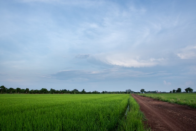 Natuurlijke weergave van rijst veld met heldere hemel