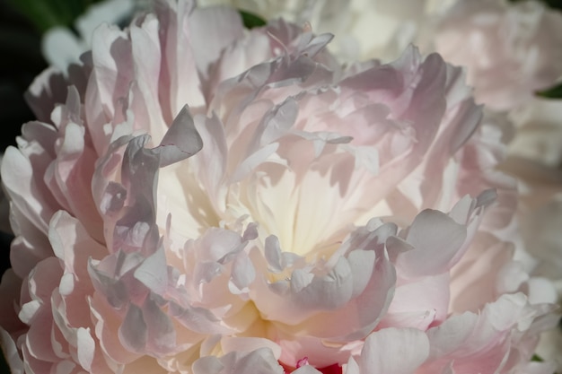 natuurlijke witte en roze achtergrond van een macro-opname van witte pioenbloemblaadjes