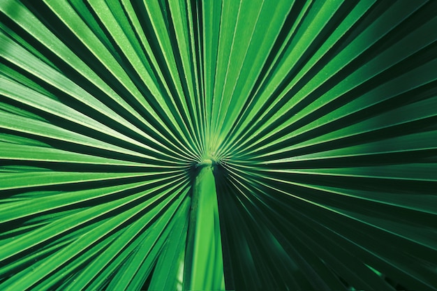 Natuurlijke zomerachtergrond van palmbladeren van donkergroene kleur Ruimte kopiëren