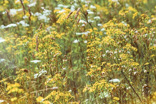 Natuurlijke zomergrassen en wilde bloemen weidekruiden en veldbloeiplanten wilde bloesem wit