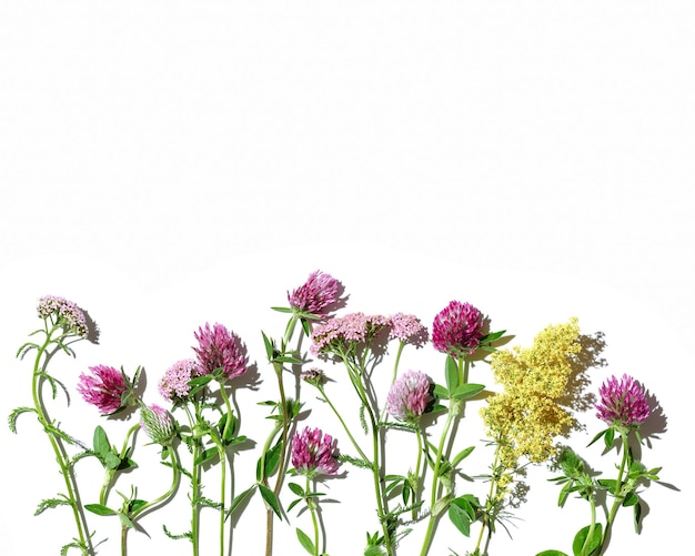 Natuurlijke zomerkruiden set bloesem wilde bloemen veld klaver groene bladeren cosmetica en medisch