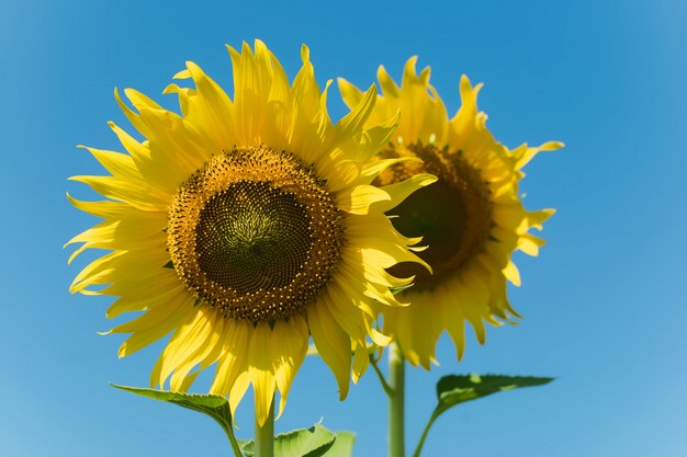 natuurlijke zonnebloem.