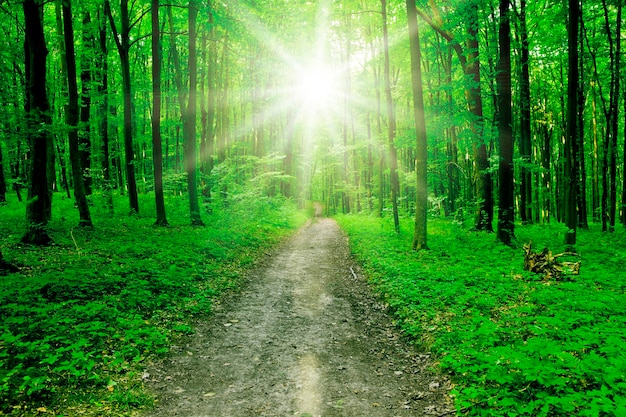 Natuurpad in het bos met zonlicht