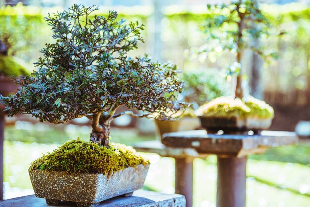 Natuurpark Bonsai Tree. In het park