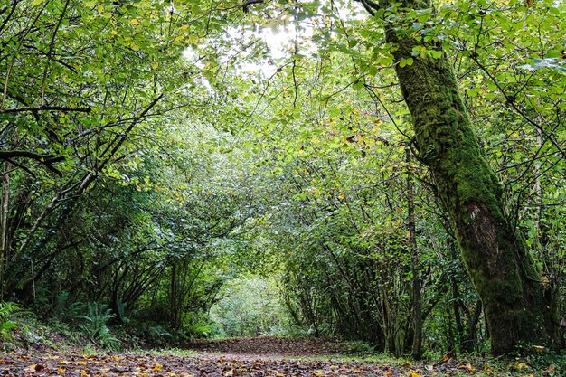 Natuurpark Fragas del Eume is een beschermd Spaans natuurgebied in het noorden van Galicië, Spanje