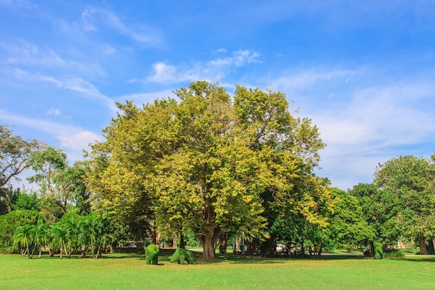 Natuurpark met groene tuin op blauwe hemel