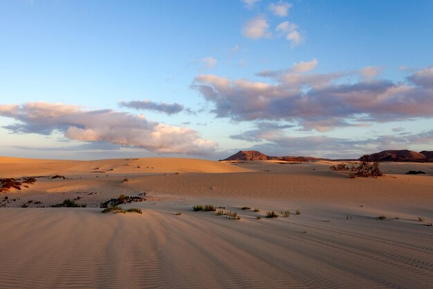 natuurpark van de duinen van Corralejo, ten noorden van het eiland Fuerteventura