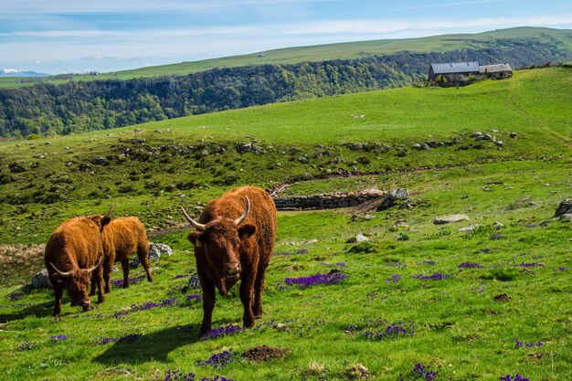 Natuurpark van de vulkanen van de Auvergne