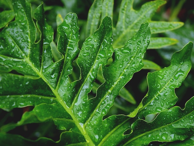 Natuurregendruppels op groene bladeren Regenseizoen