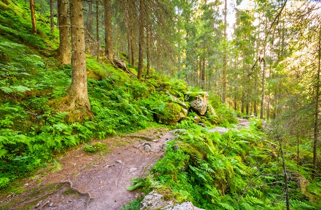 Natuurreservaat in het Noorse bos in Tovdal. Noorwegen