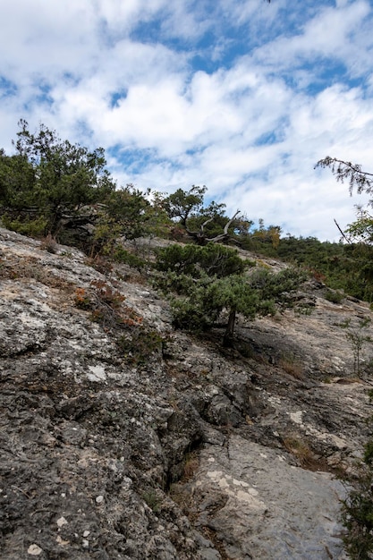 Natuurreservaat jeneverbesbos op het Krim-schiereiland prachtig landschap met naaldbomen