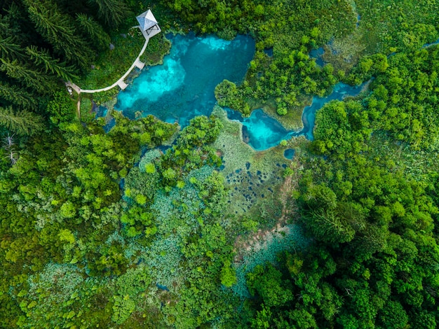 Natuurreservaat Zelenci Spring in Slovenië Sava River Source