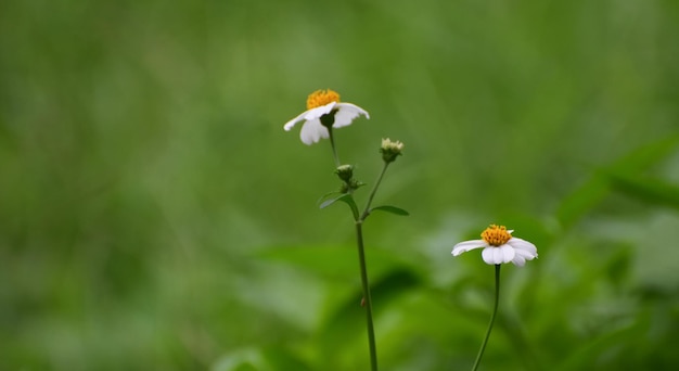 natuurschoon