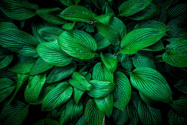 Natuurweergave van groen blad achtergrond donker behang concept