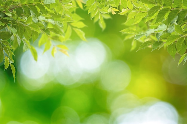 Natuurweergave van groene lava op een wazige groene bokeh-achtergrond, eenvoudig natuurontwerp en blanco kopieerruimte voor uw ontwerpen