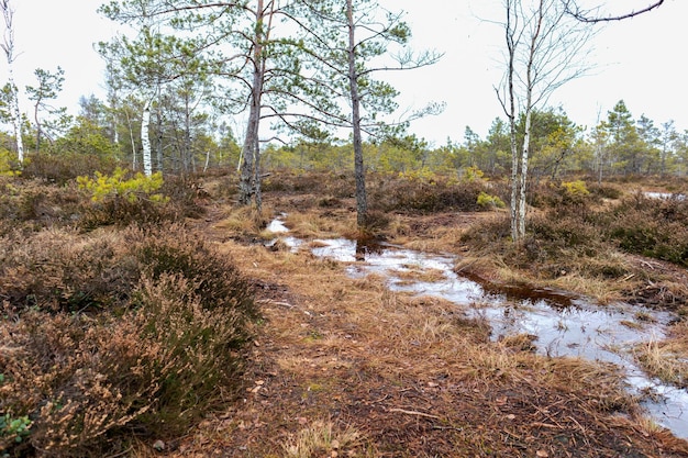 Natuurzicht op een moeras met een moerasmeer en door de wind meegevoerde bomen langs de rand van het meer