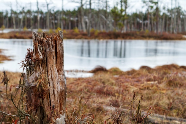 Natuurzicht op een moeras met een moerasmeer en door de wind meegevoerde bomen langs de rand van het meer