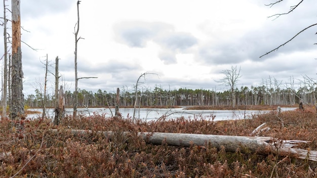 Natuurzicht op een moeras met een moerasmeer en door de wind meegevoerde bomen langs de rand van het meer