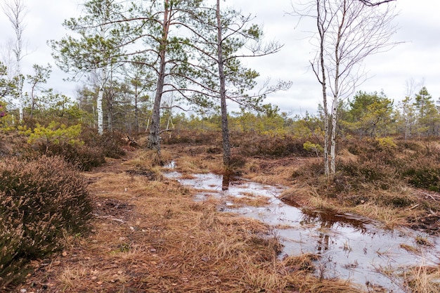 Natuurzicht op een moeras met een moerasmeer en winderige bomen langs de rand van het meer