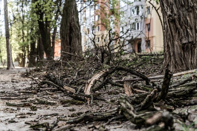 Natuurziekte met gebroken boomtakken. Milieuvernietigingslandschappen.