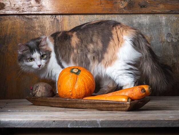 Foto un gatto cattivo si arrampica su un tavolo con le verdure distese su un lungo vassoio di legno in una stanza di campagna