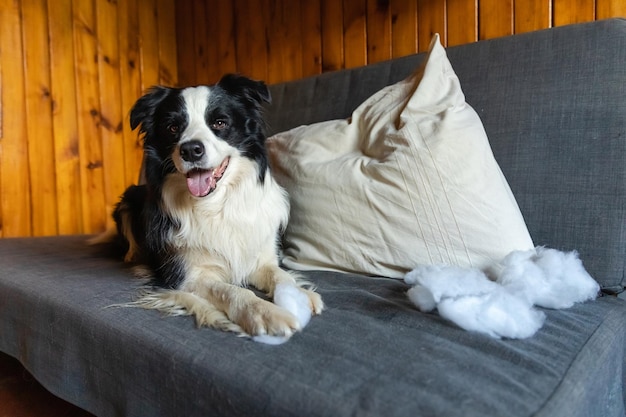 いたずらな遊び心のある子犬犬のボーダーコリーは、家のソファに横たわって枕を噛むいたずらをした後 有罪の犬と破壊されたリビングルーム