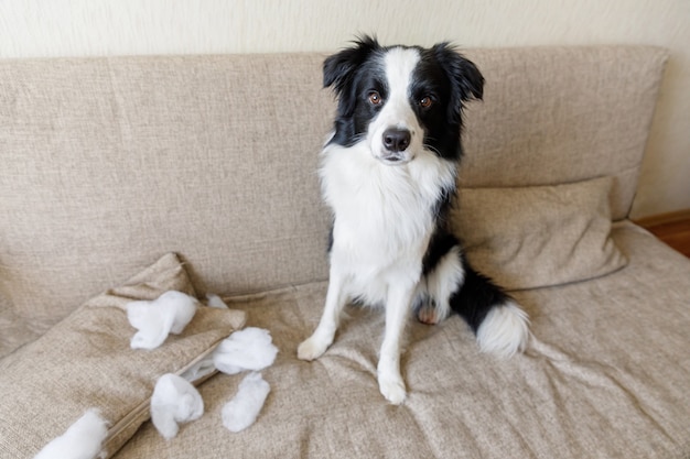 Naughty playful puppy dog border collie after mischief biting pillow lying on couch at home