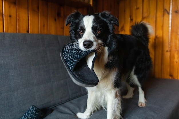 Naughty playful puppy dog border collie after mischief biting slipper lying on couch at home Guilty dog and destroyed living room Damage messy home and puppy with funny guilty look