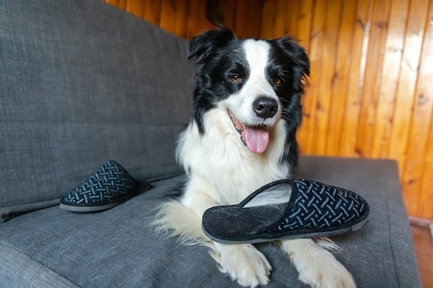 Naughty playful puppy dog border collie after mischief biting\
slipper lying on couch at home guilty dog and destroyed living room\
damage messy home and puppy with funny guilty look